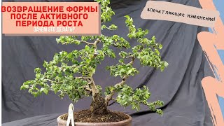 Бонсай в стиле Отец и сын (Sokan) Возвращение формы бонсай после активного роста! Bonsai Sokan Style