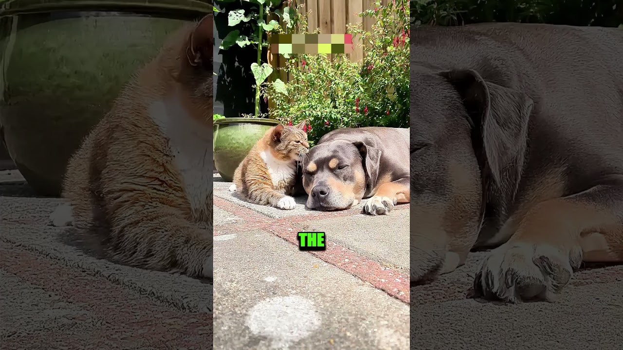 They became great friends 