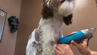 Coat reset; matted dog grooming by Size Matters Dog Grooming 162 views 1 year ago 3 minutes, 7 seconds