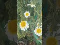 जिंदगी मौके सबको देती है #ytshorts #views #gardeningtips #motivationalquotes