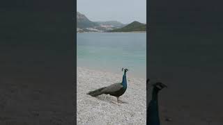 StockVideo - A Peacock On The Seashore | non copyright video | Free Download | shorts