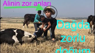 İnek Doğumu Yi̇ne Dağda Ve Macerali Bi̇r Şeki̇lde Gercekleşti̇ Öyhayatı Öydeyaşam Ğıdoğumu