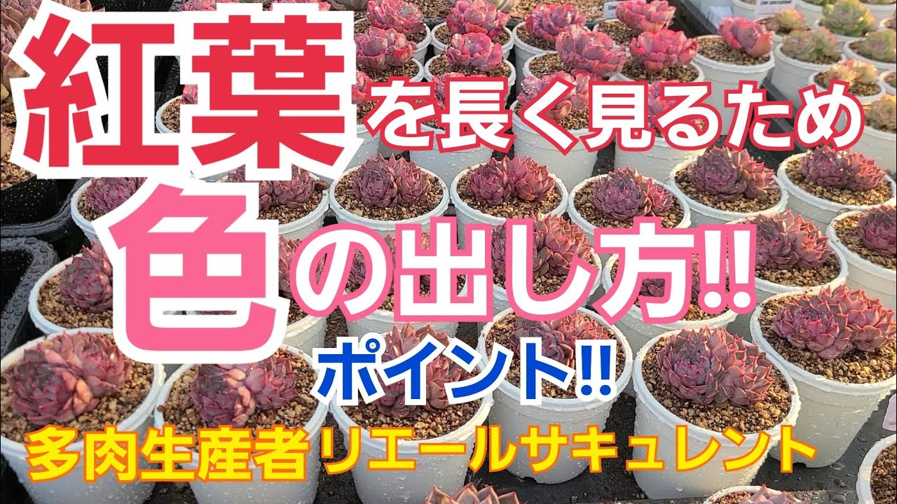多肉植物 ガーデニング 紅葉を長く楽しむため 色の出し方 他 21年6月5日 Youtube