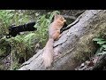 Red Squirrels filmed on the Fuji X-T3