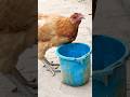 chicken funny 🤤🤣 looks