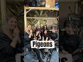 Zu Gast bei den @pigeons.berlin was es mit Teltow auf sich hat, das erfahrt ihr morgen im Interview