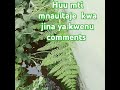 Huu Mti Mnauitaje Kwa Jina Ya Kwenu Comment Huu Mti Mnauitaje Kwa Jina Ya Kwenu Comment