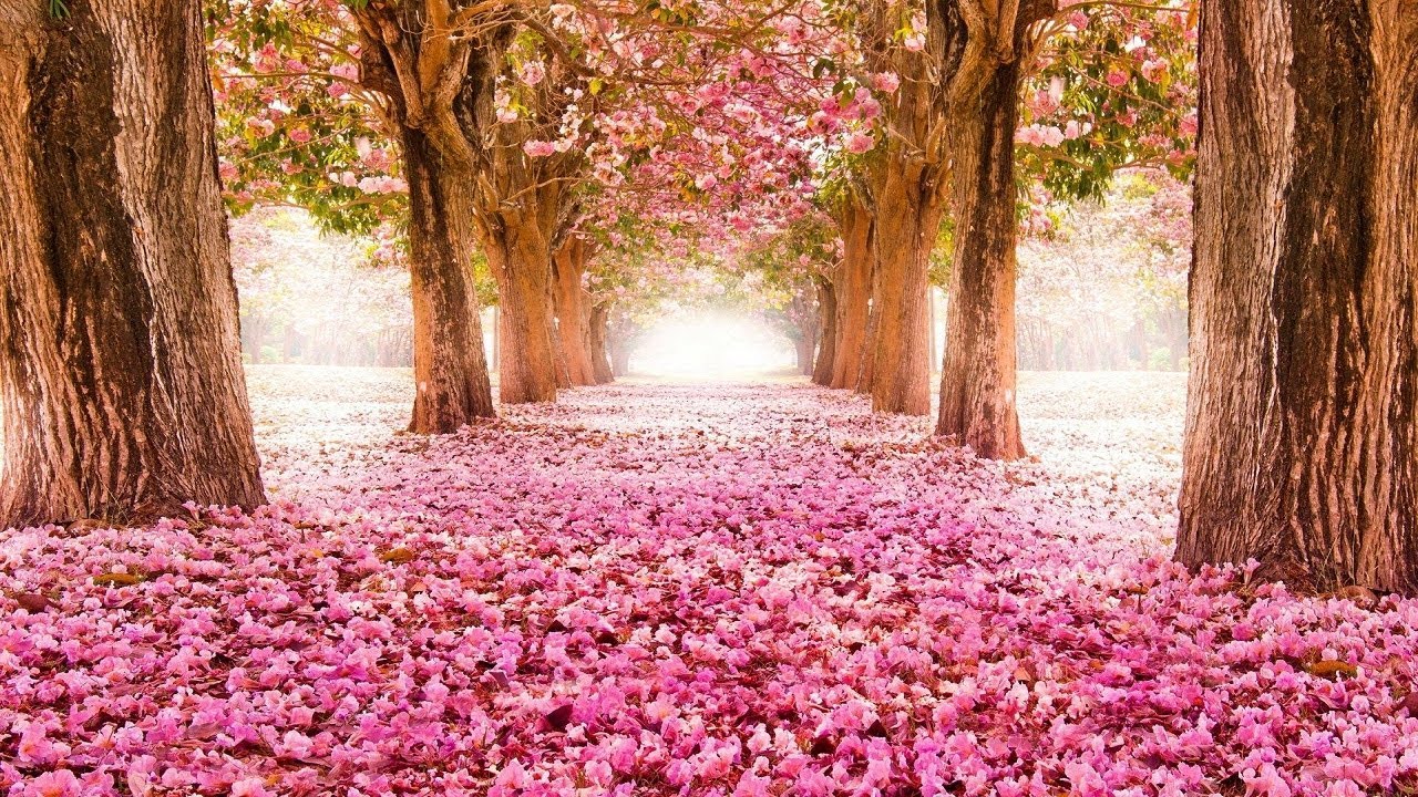 Top 40 Prettiest Flowers Wallpapers, Flower Delivery, Beautiful ...