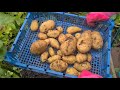 УРОЖАЙЧИК 😊Копаю молодой картофель, ботва в человеческий рост!