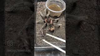 Tarantula Feeding Time