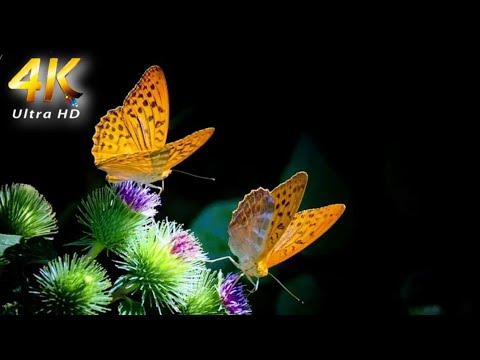 🎶-4K-UHD Vídeo,Flores e Borboletas Fantásticas 🌷🦋...
