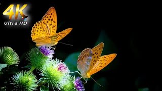 🎶-4K-UHD Vídeo,Flores e Borboletas Fantásticas 🌷🦋...