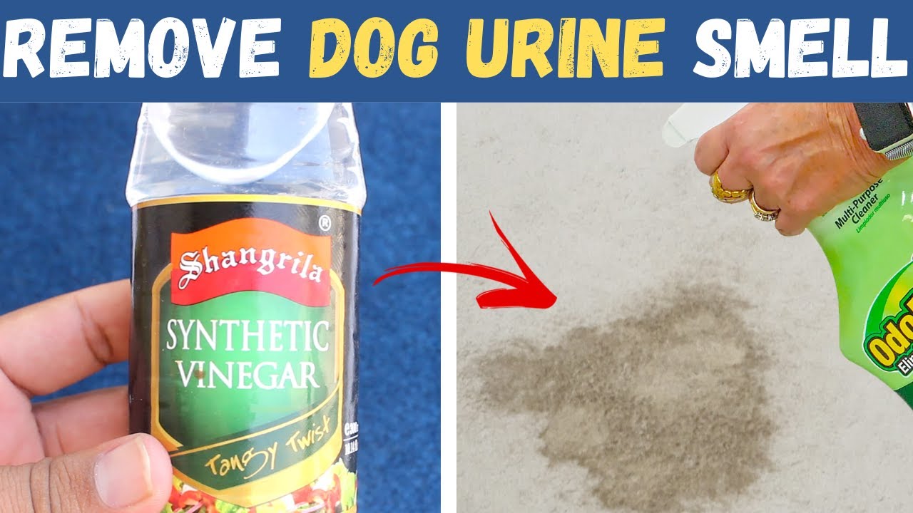 How To Get Old Dog Urine Smell Out Of