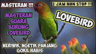 Download lagu Masteran Suara Burung Lovebird Ngeriwik Ngetik Panjang Non Stop 2 Jam
