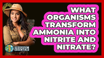 What Organisms Transform Ammonia into Nitrite and Nitrate?