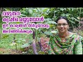 വഴുതന കൃഷി രീതിയും രോഗനിയന്ത്രണവും #brinjal #StayHome #Plant #WithMe