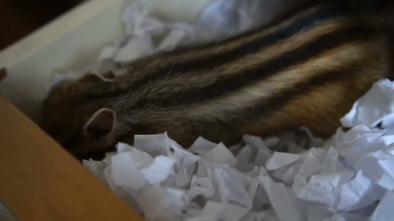 シマリス『ゆき』『陽翔』