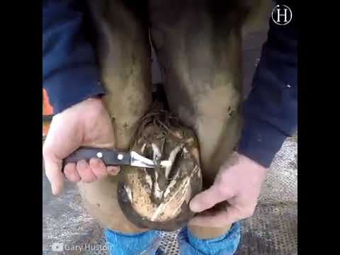 Video: Cách Làm Móng Ngựa Bột Muối