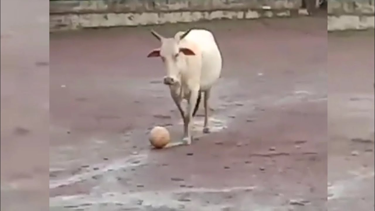 VALEU BOI!: Touro invade partida do Campeonato Paraibano Sub-15 e coloca  jogadores pra correr - Blog do BG