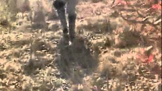 Jagdterriers Find Double Main Beam Buck