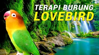 Suara Burung Lovebird Dan Terapi Air Agar Lovebird Ngekek Panjang