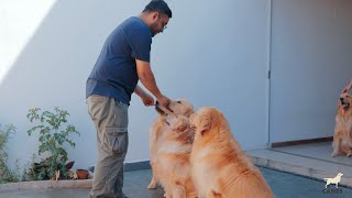 Ansiedad por separación en perros. by CANES py 85 views 1 year ago 4 minutes, 18 seconds