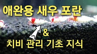 새우 전문가 직접 알려주는 - 새우 포란 및 치어 관리 방법