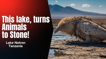 Lake Natron: The Deadly Lake That Turns Animals to Stone!