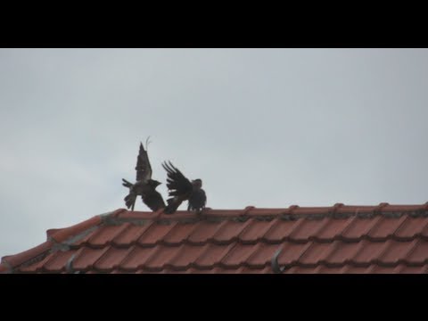 crow vs crow