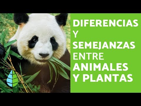 Video: En qué se diferencian los animales de las plantas: características principales