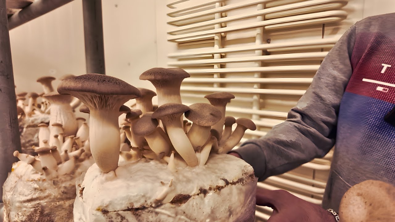 Goldpilz Update | Was sich seit meinem letzten Besuch in der Pilzfarm getan hat