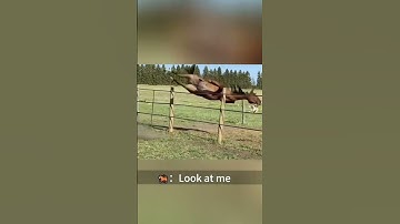 Funny horse #funnyvideo #funny #farm #animals #horse