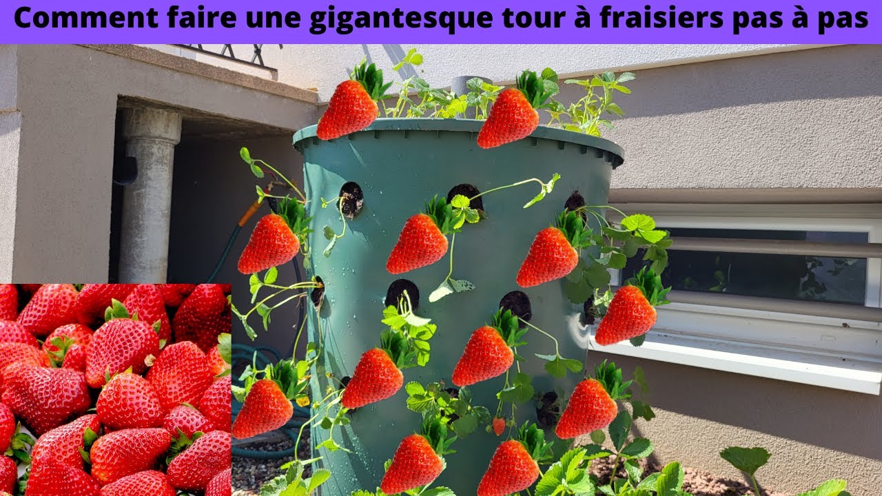 Comment faire une gigantesque tour à fraisiers pas à pas