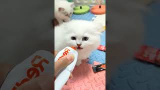 宝贝可爱的猫喵视频tiktok #shorts #19813 #shorts