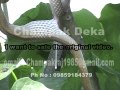 Snake Mating, Champak Deka, Ph 8402093040, email champakraj1985@gmail com