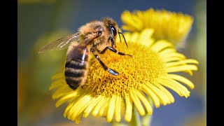 Journée de la biodiversité et des abeilles-Partenariat Ingredia x BeeCity