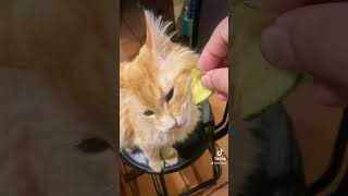 Gato vegano come calabaza l3on gato gatito gatitoschistosos vegano puedequeno gatosdetiktok