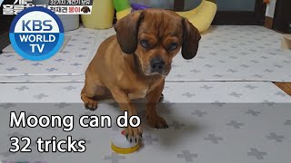 Moong can do 32 tricks (Dogs are incredible) | KBS WORLD TV 200902