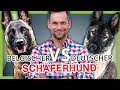 Deutscher vs. Belgischer Schäferhund - Wer gewinnt das DUELL?