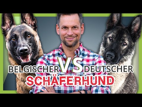 Video: Welcher Hund ist besser Belgischer Malinois oder Deutscher Schäferhund?