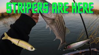 How to Catch BIG Stripers on the DELTA Right Now
