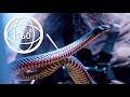 La Perouse Snake Show in 360°