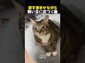 涙を滲ませながら飼い主に近づく猫