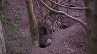 Badger Cubs Late April 2015 by Chris Sydes 81 views 8 years ago 5 minutes, 57 seconds