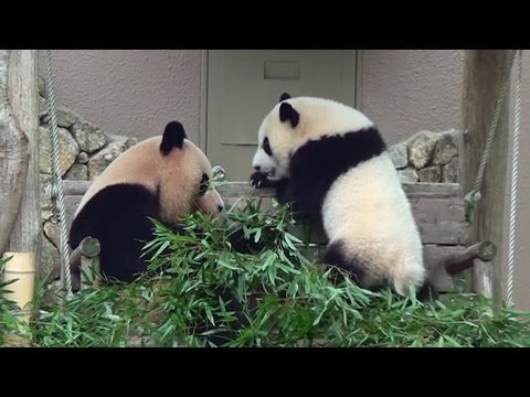 panda baby with Mama  July 3rd., 2013  パンダ　優浜