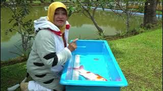 Download lagu [FULL] SI KOI RAKSASA PENUH WARNA | SI OTAN (06/05/24)