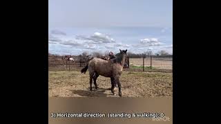 ANS 221 Advanced Halter Training Advanced Halter Training