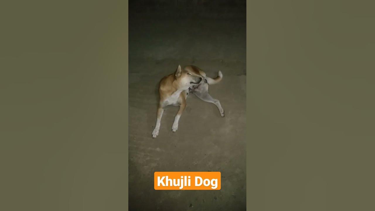 Khujli wala dog। dog puppy YouTube