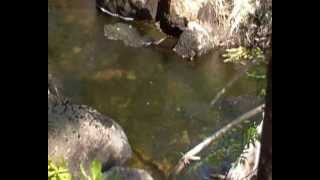 Trout fishing small creeks Part 2 (3of4)