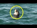 The Bizarre Mystery of Sea Otter No. 841